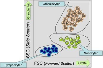Charakterisierung von ungefärbten Zellen anhand der Lichtstreuung (Dot Plot)
