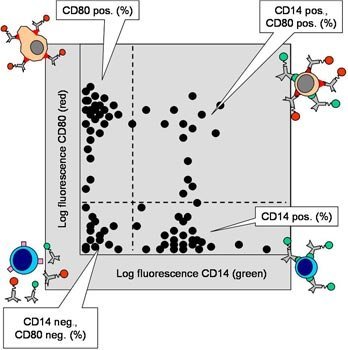 Schematische Darstellung von gefärbten Zellen bei der FACS-Messung
