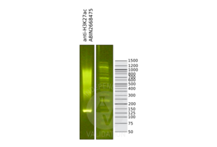 Cleavage Under Targets and Release Using Nuclease validation image for anti-Histone 3 (H3) (H3K27ac) antibody (ABIN2668475) (Histone 3 Antikörper  (H3K27ac))