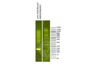 Cleavage Under Targets and Release Using Nuclease validation image for anti-Histone 3 (H3) (H3K36me3) antibody (ABIN2668403) (Histone 3 Antikörper  (H3K36me3))