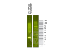 Cleavage Under Targets and Release Using Nuclease validation image for anti-Histone 3 (H3) (H3K9ac) antibody (ABIN2667854)