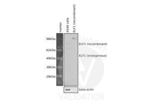 Western Blotting validation image for anti-E74-Like Factor 1 (Ets Domain Transcription Factor) (ELF1) (C-Term) antibody (ABIN6261511) (ELF1 Antikörper  (C-Term))