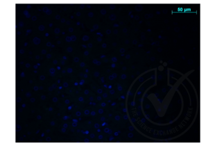Immunofluorescence validation image for anti-Amyloid beta (A4) Precursor Protein (APP) (AA 666-670) antibody (ABIN197433) (APP Antikörper  (AA 666-670))