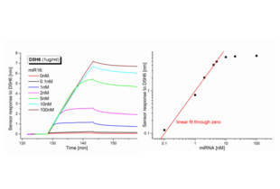 Surface Plasmon Resonance validation image for anti-RNA-DNA Hybrid antibody (ABIN4889499) (RNA-DNA Hybrid Antikörper)
