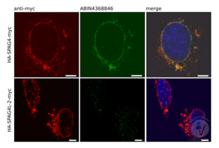 Immunocytochemistry validation image for anti-Sperm Associated Antigen 4 (SPAG4) antibody (ABIN4368846) (SPAG4 Antikörper)