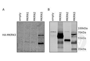 Western Blotting validation image for anti-Makorin Ring Finger Protein 3 (MKRN3) (AA 160-189) antibody (ABIN2840417) (MKRN3 Antikörper  (AA 160-189))
