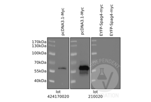 Western Blotting validation image for anti-Myc Proto-Oncogene protein (MYC) (AA 31-80) antibody (ABIN1532205) (c-MYC Antikörper  (AA 31-80))