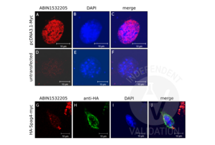 Immunocytochemistry validation image for anti-Myc Proto-Oncogene protein (MYC) (AA 31-80) antibody (ABIN1532205) (c-MYC Antikörper  (AA 31-80))