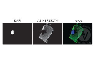 Immunofluorescence validation image for anti-DYKDDDDK Tag antibody (ABIN1715174) (DYKDDDDK Tag Antikörper)