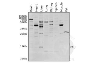 Western Blotting validation image for anti-Finkel-Biskis-Reilly Murine Sarcoma Virus (FBR-MuSV) Ubiquitously Expressed (FAU) (AA 1-30), (N-Term) antibody (ABIN2798885)
