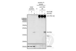 Immunoprecipitation validation image for anti-Finkel-Biskis-Reilly Murine Sarcoma Virus (FBR-MuSV) Ubiquitously Expressed (FAU) (AA 1-30), (N-Term) antibody (ABIN2798885)