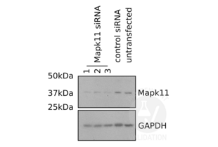 Western Blotting validation image for anti-Mitogen-Activated Protein Kinase 11 (MAPK11) (AA 1-30), (N-Term) antibody (ABIN2798348) (MAPK11 Antikörper  (N-Term))