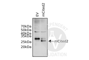 Western Blotting validation image for anti-Cbp/p300-Interacting Transactivator, with Glu/Asp-Rich Carboxy-terminal Domain, 2 (CITED2) (N-Term) antibody (ABIN2776451) (CITED2 Antikörper  (N-Term))
