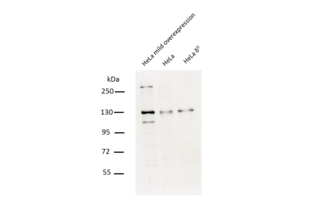 Western Blotting validation image for anti-Chromosome 10 Open Reading Frame 2 (C10ORF2) (Middle Region) antibody (ABIN2775251) (C10orf2 Antikörper  (Middle Region))