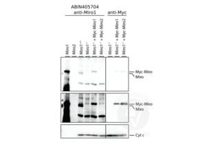 Western Blotting validation image for anti-Ras Homolog Gene Family, Member T1 (RHOT1) (N-Term) antibody (ABIN405704) (RHOT1 Antikörper  (N-Term))