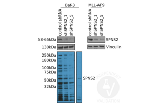 Western Blotting validation image for anti-Spinster Homolog 2 (SPNS2) (N-Term) antibody (ABIN2786494) (SPNS2 Antikörper  (N-Term))