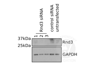 Western Blotting validation image for anti-rho Family GTPase 3 (RND3) (Center) antibody (ABIN2496515) (RND3 Antikörper  (Center))