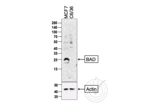Western Blotting validation image for anti-BCL2-Associated Agonist of Cell Death (BAD) (AA 101-204) antibody (ABIN674709)