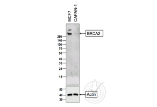 Western Blotting validation image for anti-Breast Cancer 2, Early Onset (BRCA2) (AA 21-130) antibody (ABIN673434) (BRCA2 Antikörper  (AA 21-130))