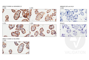 Immunohistochemistry validation image for anti-CD200 Receptor 1-Like (CD200R1L) (AA 151-250) antibody (ABIN1715098) (CD200R1L Antikörper  (AA 151-250))