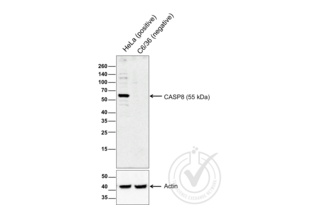 Western Blotting validation image for anti-Caspase 8 (CASP8) (AA 411-482) antibody (ABIN724205) (Caspase 8 Antikörper  (AA 411-482))