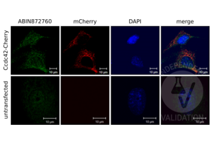 Immunocytochemistry validation image for anti-Coiled-Coil Domain Containing 42 (CCDC42) (AA 221-312) antibody (ABIN872760) (CCDC42 Antikörper  (AA 221-312))