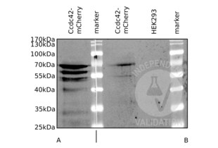 Western Blotting validation image for anti-Coiled-Coil Domain Containing 42 (CCDC42) (AA 221-312) antibody (ABIN872760) (CCDC42 Antikörper  (AA 221-312))