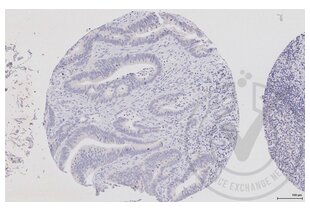 Immunohistochemistry validation image for anti-Dishevelled Segment Polarity Protein 1 (DVL1) (AA 21-100) antibody (ABIN670671) (DVL1 Antikörper  (AA 21-100))