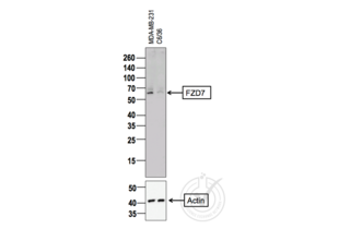 Western Blotting validation image for anti-Frizzled Family Receptor 7 (FZD7) (AA 501-574) antibody (ABIN710051) (FZD7 Antikörper  (AA 501-574))