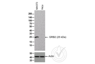Western Blotting validation image for anti-Growth Factor Receptor-Bound Protein 2 (GRB2) antibody (ABIN686932) (GRB2 Antikörper)