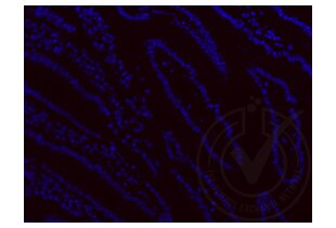 Immunofluorescence validation image for anti-Ionized Calcium-binding Adapter Molecule 1 (IBA1) (AA 51-147) antibody (ABIN685477) (Iba1 Antikörper  (AA 51-147))