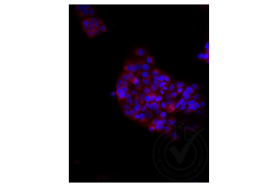 Immunofluorescence validation image for anti-Low Density Lipoprotein Receptor-Related Protein 2 (LRP2) (AA 3401-3500) antibody (Cy3) (ABIN750991) (LRP2 Antikörper  (AA 3401-3500) (Cy3))