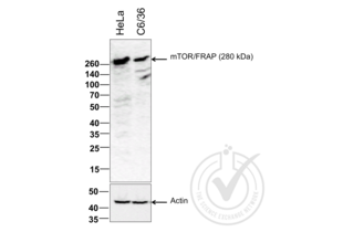 Western Blotting validation image for anti-Mechanistic Target of Rapamycin (serine/threonine Kinase) (mTOR) (AA 2436-2492) antibody (ABIN676403) (MTOR Antikörper  (AA 2436-2492))