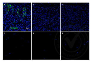 Immunofluorescence validation image for anti-Occludin (OCLN) (AA 431-522) antibody (ABIN687337) (Occludin Antikörper  (AA 431-522))