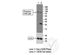 Western Blotting validation image for anti-Phosphoinositide 3 Kinase, p85 alpha/gamma (PI3K p85a/g) (pTyr199), (pTyr467) antibody (ABIN744743) (PI3K p85 alpha/gamma Antikörper  (pTyr199, pTyr467))
