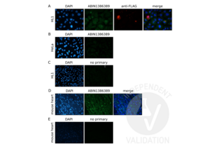 Immunofluorescence validation image for anti-Plakophilin 2 (PKP2) (AA 801-881) antibody (ABIN1386389)