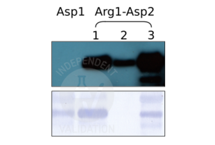 Western Blotting validation image for anti-Arginylation (N-Term) antibody (ABIN4368250) (Arginylation (N-Term) Antikörper)