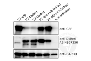 Western Blotting validation image for anti-Red Fluorescent Protein (RFP) antibody (ABIN967350) (RFP Antikörper)