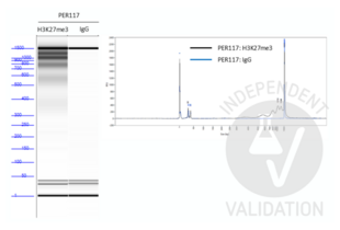 Cleavage Under Targets and Tagmentation validation image for Guinea Pig anti-Rabbit IgG (Heavy & Light Chain) antibody - Preadsorbed (ABIN101961) (Meerschweinchen anti-Kaninchen IgG (Heavy & Light Chain) Antikörper - Preadsorbed)