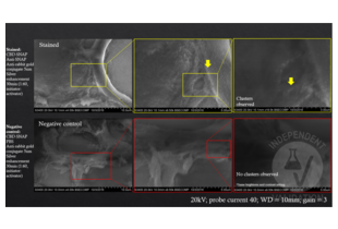 Electron Microscopy validation image for Rabbit anti-Goat IgG antibody (Colloidal Gold) (ABIN1720731) (Kaninchen anti-Ziege IgG Antikörper (Colloidal Gold))