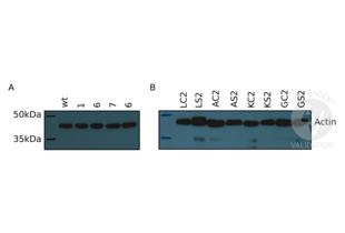 Western Blotting validation image for anti-Actin antibody (ABIN3181106) (Actin Antikörper)