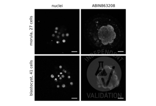 Immunofluorescence validation image for anti-Aquaporin 3 (Gill Blood Group) (AQP3) (C-Term) antibody (ABIN863208) (AQP3 Antikörper  (C-Term))