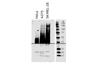 Western Blotting validation image for anti-CD63 (CD63) (AA 120-175) antibody (ABIN1440014) (CD63 Antikörper  (AA 120-175))