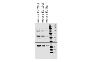 Western Blotting validation image for anti-CD63 (CD63) (AA 120-175) antibody (ABIN1440014) (CD63 Antikörper  (AA 120-175))
