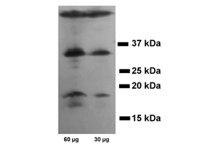 Western Blotting validation image for anti-Caspase 3 (CASP3) antibody (ABIN3179097) (Caspase 3 Antikörper)