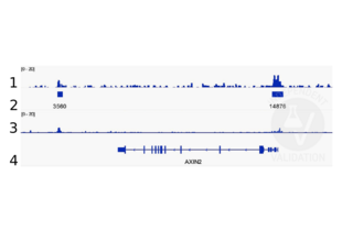 Cleavage Under Targets and Release Using Nuclease validation image for anti-Catenin (Cadherin-Associated Protein), beta 1, 88kDa (CTNNB1) (N-Term) antibody (ABIN2855042) (CTNNB1 Antikörper  (N-Term))