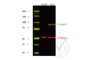 Western Blotting validation image for anti-Catenin, beta (CATNB) (C-Term) antibody (ABIN1043907) (beta Catenin Antikörper  (C-Term))