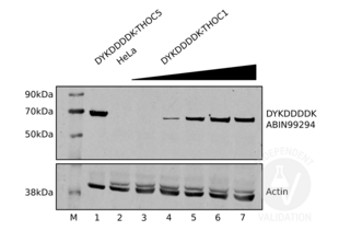 Western Blotting validation image for anti-DYKDDDDK Tag antibody (ABIN99294) (DYKDDDDK Tag Antikörper)