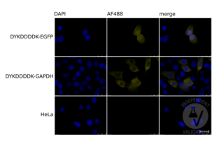 Immunofluorescence validation image for anti-DYKDDDDK Tag antibody (ABIN99294) (DYKDDDDK Tag Antikörper)