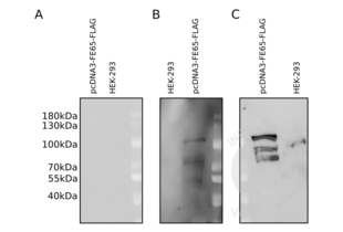 Western Blotting validation image for anti-DYKDDDDK Tag antibody (ABIN3181074) (DYKDDDDK Tag Antikörper)